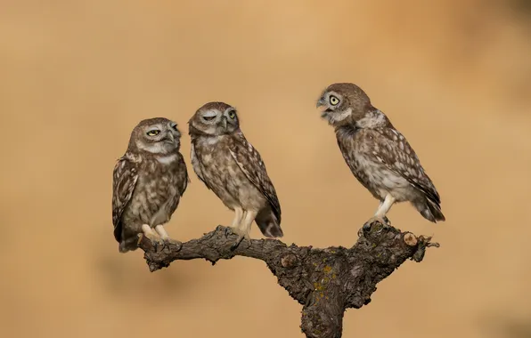 Eyes, feathers, branch, owls, the three stooges