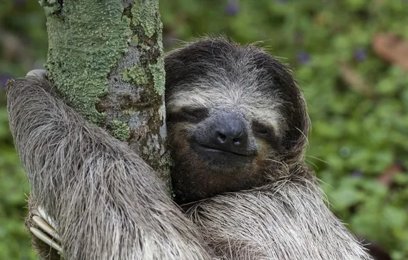 Forest, tree, cute, wild animal, sloth, animal themes, wiildlife