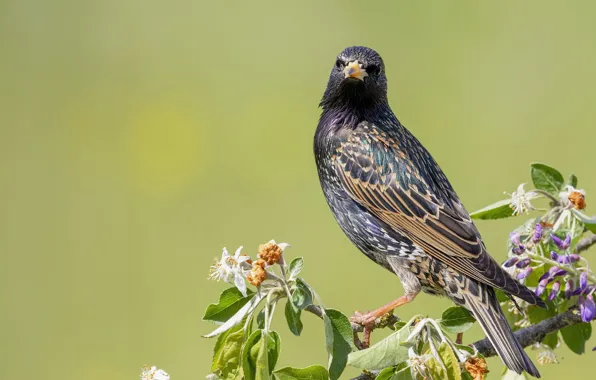 Птица, Sturnus vulgaris, Обыкновенный скворец