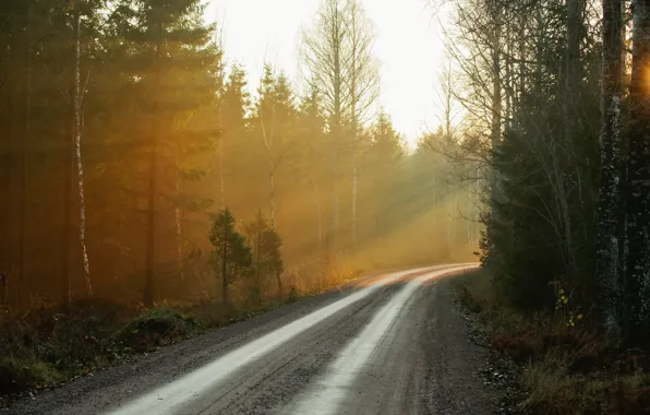Картинка дорога, лес, природа, туман, утро