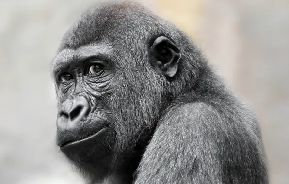 Взгляд, обезьяна, gorilla