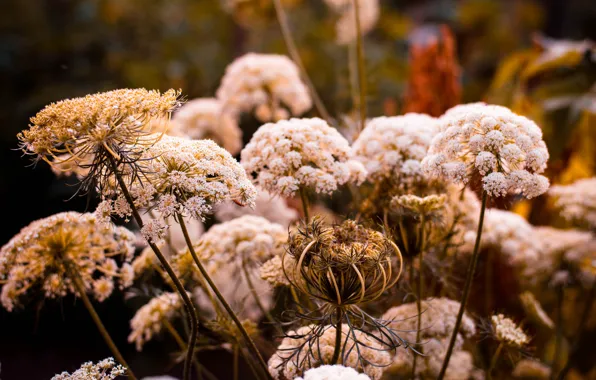 Природа, Растение, Растения, Nature, Background, Flora, Plants, Blossom