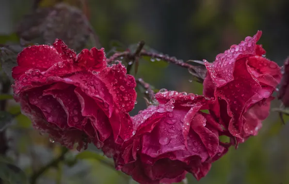 Капли, розы, после дождя