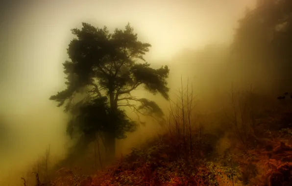 Лес, туман, утро
