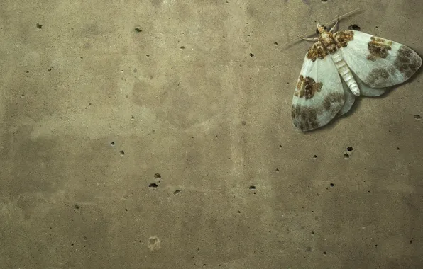 Стена, бабочка, насекомое, бетон, мотылек