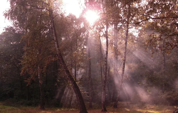 Картинка осень, лес, листья, солнце, лучи, свет, деревья, ветки