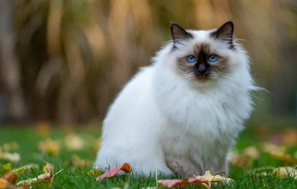 Осень, кошка, белый, трава, кот, взгляд, листья, природа
