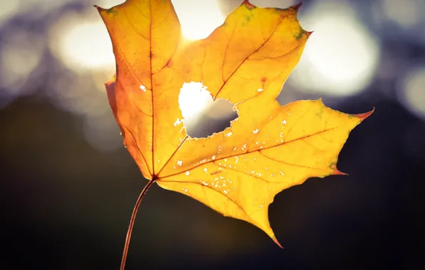 Осень, свет, желтый, лист, сердце, сердечко, боке, кленовый