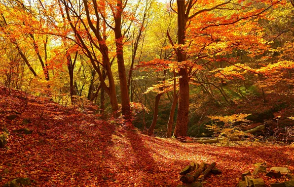 Осень, Лес, Fall, Листва, Autumn, Colors, Forest, Trees
