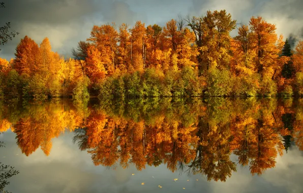 Картинка лес, вода, деревья, природа, фото, побережье, Осень, желтые