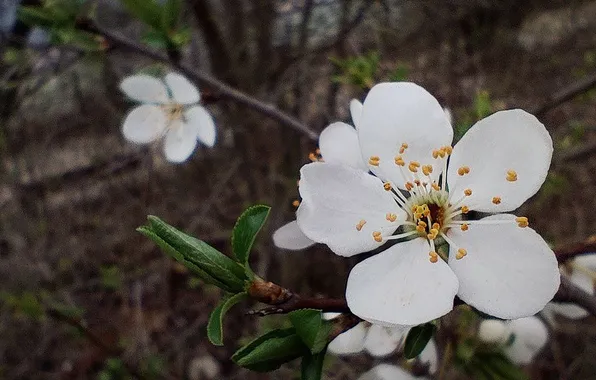 Природа, вишня, фон, весна, nature, background, cherry, spring