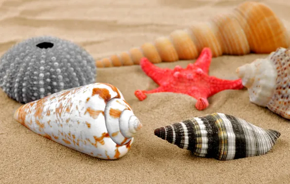 Картинка песок, пляж, ракушки, sand, starfish, seashells