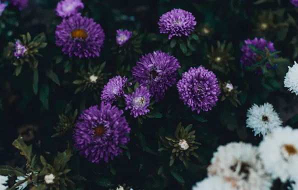 Картинка фиолетовый, листья, цветы, темный фон, сад, белые, сиреневые, осенние