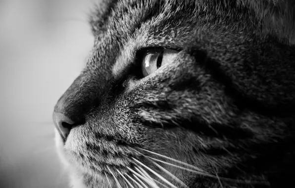Картинка кошка, кот, шерсть, черно-белое