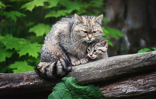 Язык, кошка, кошки, природа, котенок, листва, бревно, дикие кошки