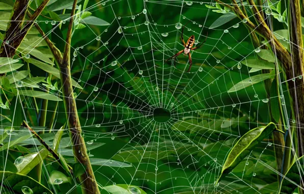 Картинка листья, паутина, паук