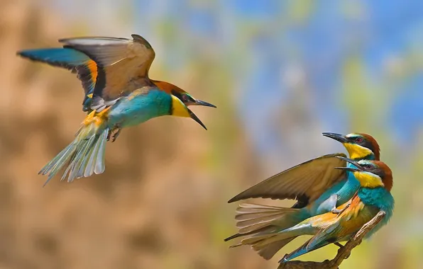 Птицы, измена, соперник