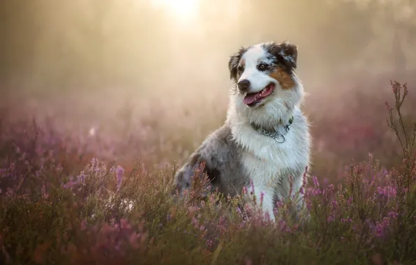 Картинка собака, Австралийская овчарка, вереск, Аусси