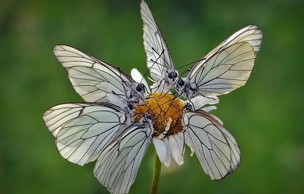 Цветок, бабочка, мотылёк