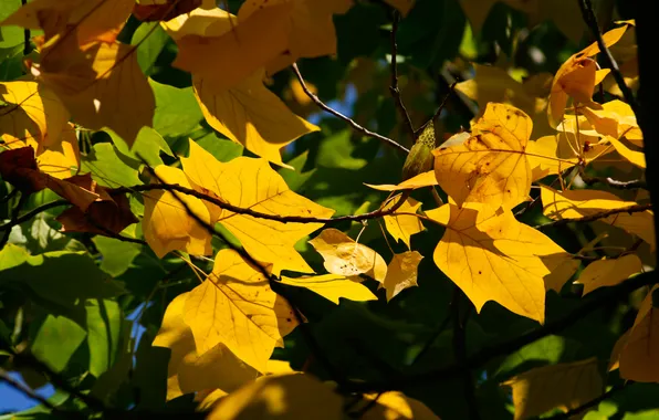 Autumn, tree, leaf, branches