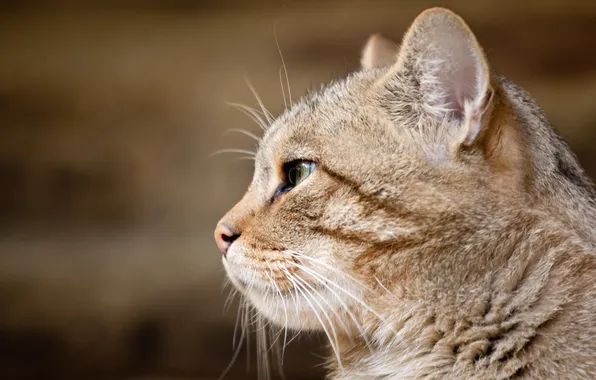 Картинка морда, профиль, дикий кот, европейская кошка