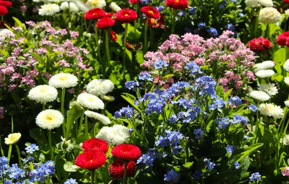 Garden, spring, blooming, colorfuff