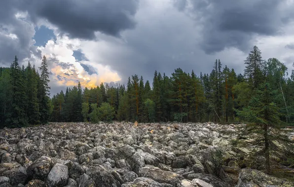 Rocks, stones, tress, forrest