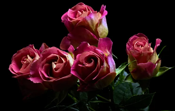 Картинка листья, черный фон, розовые розы