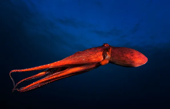 Море, природа, Red Octopus
