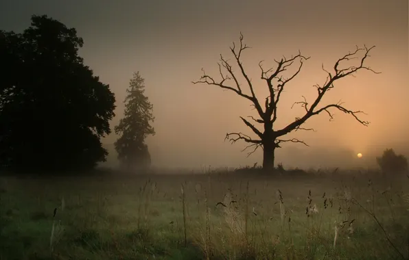 Картинка туман, паутина, Дерево