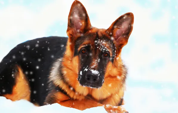 Картинка снег, друг, собака, немецкая овчарка