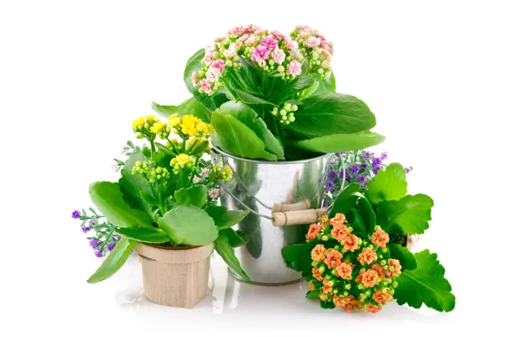 Цветы, flowers, bedroom, горшочки, комнатные, pot flowers