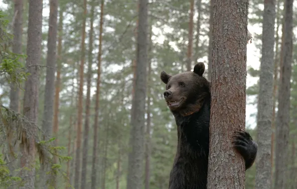 Лес, деревья, медведь, Топтыгин
