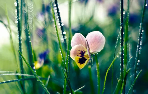 Картинка цветок, трава, капли, роса, анютины глазки