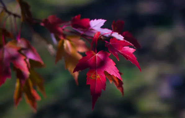 Осень, листья, макро, природа, время года