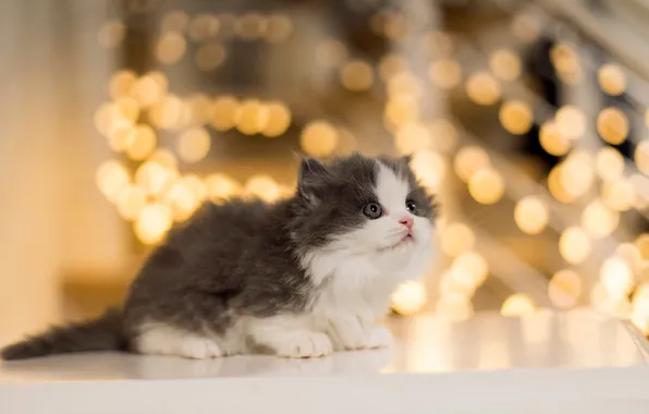 Кошка, взгляд, свет, огни, поза, блики, котенок, стол