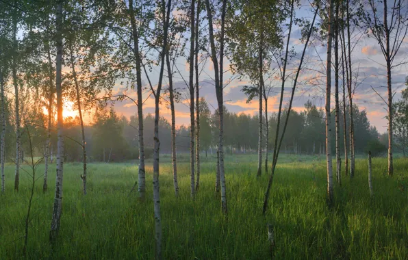 Картинка берёзы, березовая роща, поле, деревья, лес
