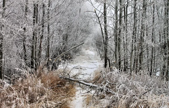 Картинка зима, иней, лес, снег, просека, упавшее дерево