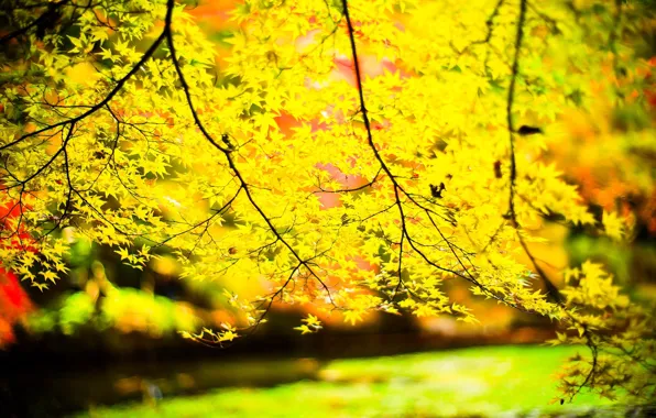 Листья, солнце, макро, деревья, ветки, фон, дерево, widescreen