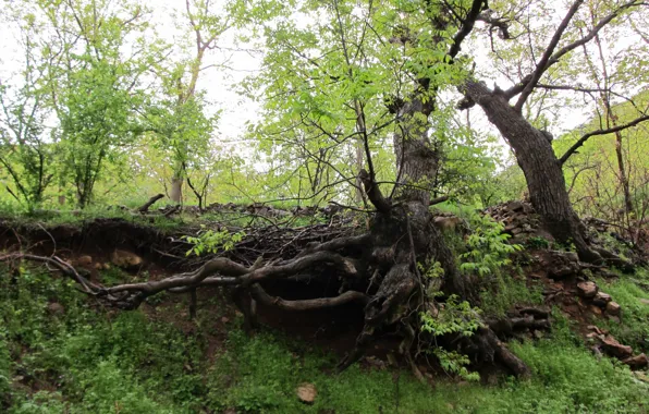 Tree, iran, kermanshah, paveh