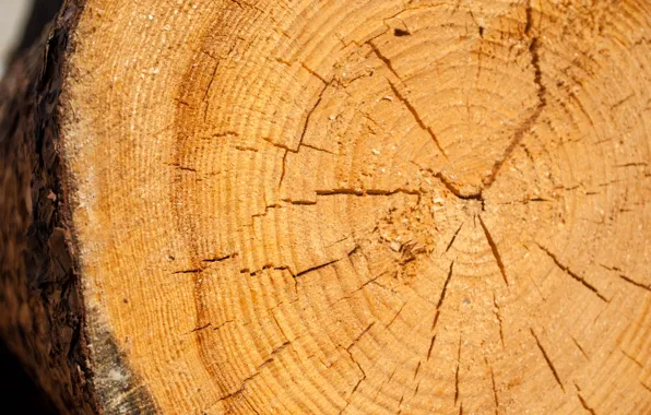 Лес, дерево, текстура, forest, wood, texture, срез, furniture