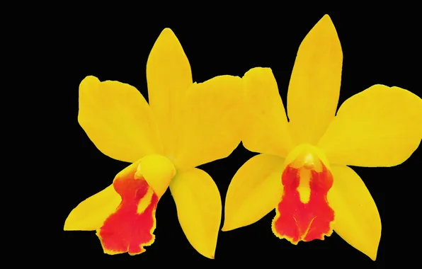 Картинка цветы, фон, лепестки, орхидея
