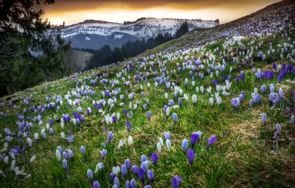 Весна, Schweiz, Kanton Bern, Emmental