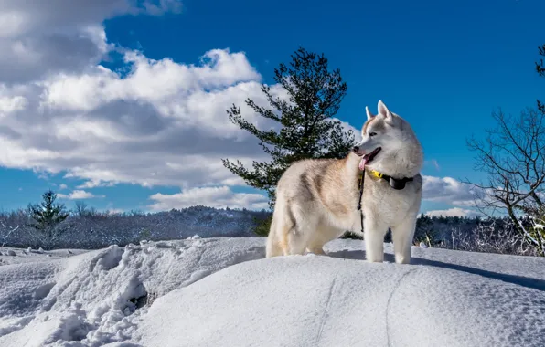 Картинка зима, снег, природа, собака, хаски