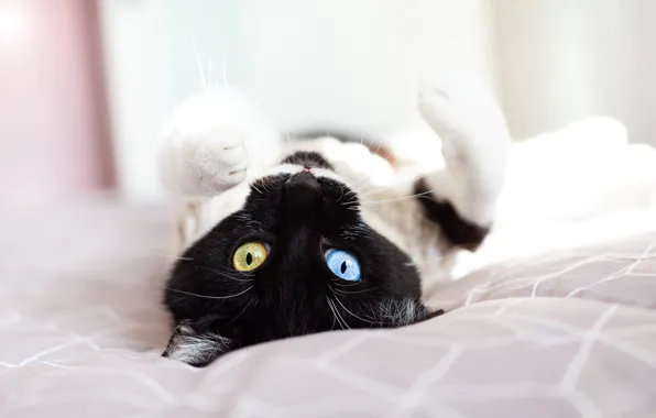 Картинка кошка, кот, черно-белый, лежит, разные глаза