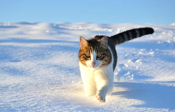 Картинка зима, кошка, кот, снег, прогулка