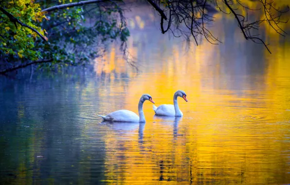 На озере, ветки деревьев, пара лебедей