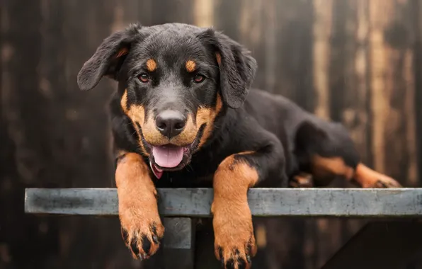 Взгляд, друг, собака