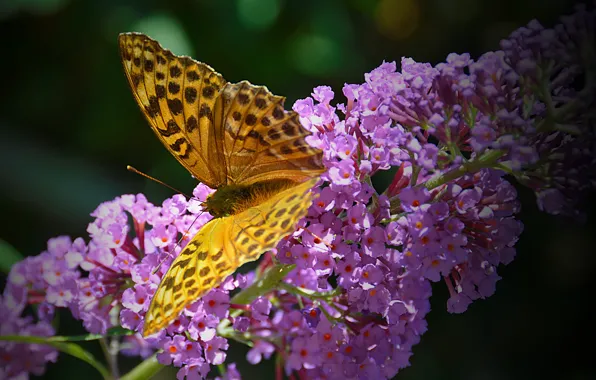 Макро, Бабочка, Цветочки, Flowers, Macro, Butterfly