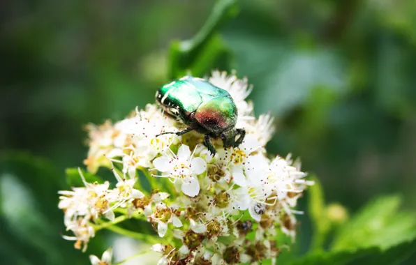 Картинка лето, солнце, жук, бронзовка